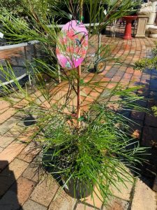 GREVILLEA CHERRY PIE 200MM | The Garden Feast