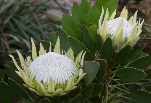 Protea White King