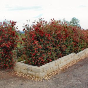 CALLISTEMON VIMINALIS SLIM 200MM