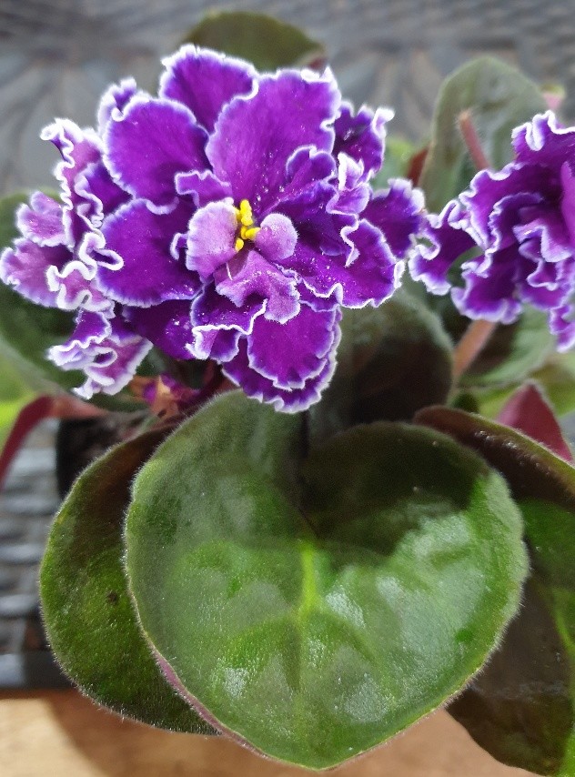 African Violet Saintpaulia 120mm B 