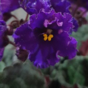 AFRICAN VIOLET VIOLET SAINTPAULIA 120MM