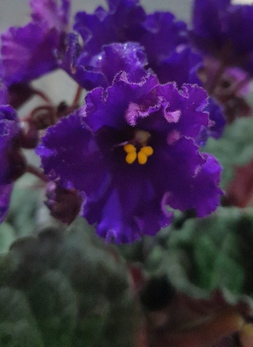 AFRICAN VIOLET VIOLET SAINTPAULIA 120MM