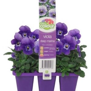 Easy Colour Viola Marina Blue