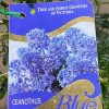 CEANOTHUS BLUE PACIFIC 200MM