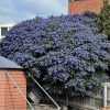 CEANOTHUS BLUE PACIFIC 200MM - Image 2