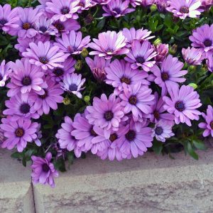 OSTEOSPERMUM SERENITY PINK 140MM