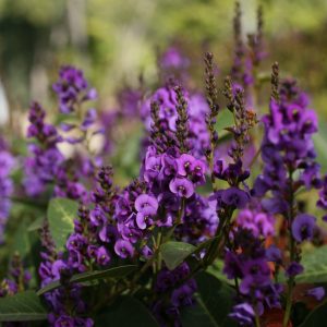 HARDENBERGIA ROYAL FLUSH 140MM
