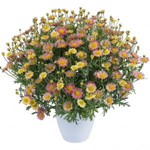 ARGYRANTHEMUM ANGELIC SWEETS 200mm