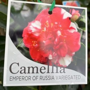 CAMELLIA JAP. EMPEROR OF RUSSIA VARIEGATED 200MM