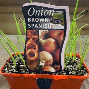 ONION BROWN SPANISH