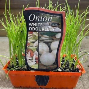 ONION WHITE ODOURLESS