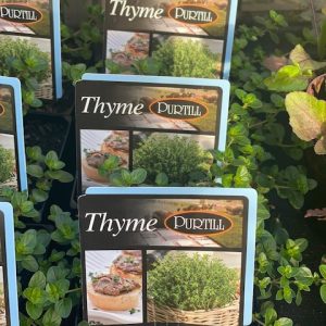 THYME 100MM 2