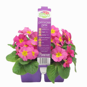 EASY COLOUR PRIMROSE PINK 4 CELL