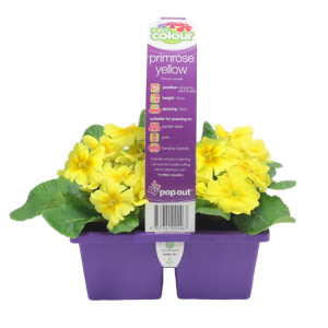 EASY COLOUR PRIMROSE YELLOW 4 CELL
