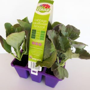 EASY COLOUR CABB CAULI BROCC COMBO 6 CELL