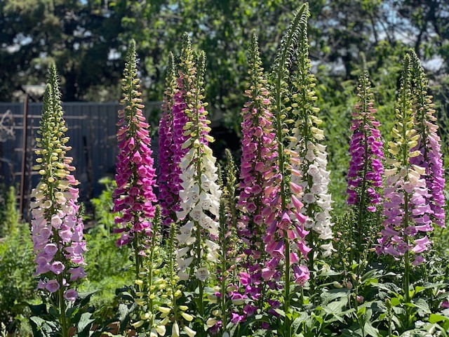 EASY COLOUR FOXGLOVE FOXY 4 CELL | Garden Feast