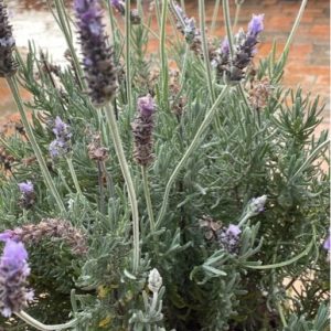 LAVENDER FRENCHETTE 200MM