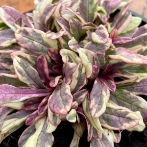 AJUGA REPTANS BURGUNDY LACE 14CM