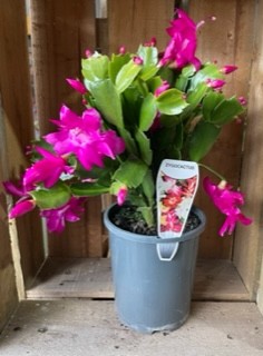 ZYGO CACTUS PURPLE 140MM | The Garden Feast