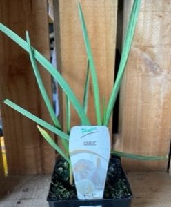 GARLIC PLANTEX 100MM