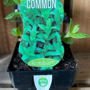 MINT COMMON 100MM