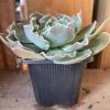 ECHEVERIA SHAVIANA HIME 75MM