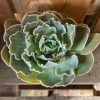 ECHEVERIA SHAVIANA HIME 75MM - Image 2