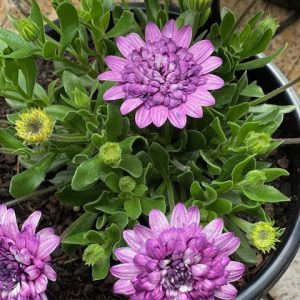 OSTEOSPERMUM 3D VIOLET BERRY 140MM