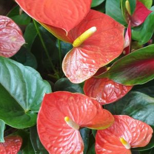 ANTHURIUM RED 180MM