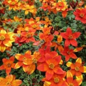 BIDENS BEE FIRE 150MM