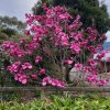 MAGNOLIA FELIX 300MM - Image 5
