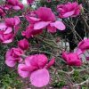 MAGNOLIA FELIX 300MM - Image 6