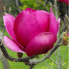 MAGNOLIA CLEOPATRA 300MM