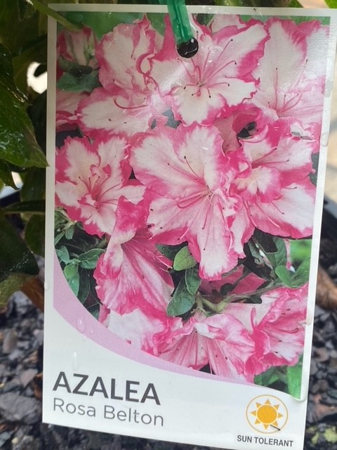 AZALEA ROSA BELTON 200MM | Garden Feast