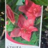 AZALEA PRIDE OF DORKING 200MM