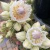 SERRURIA BLUSHING BRIDE 180MM - Image 2