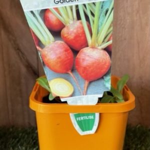 BEETROOT GOLDEN 100MM