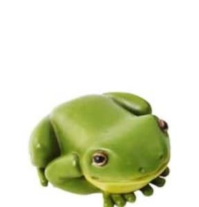 RAIN FOREST FROG 8CM