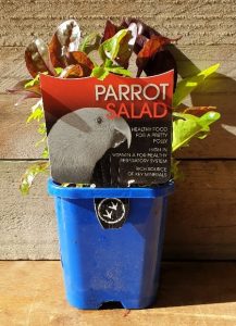 PARROT SALAD 100MM | The Garden Feast