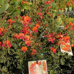 Chorizema cordatum Flame Pea Flower 140mm