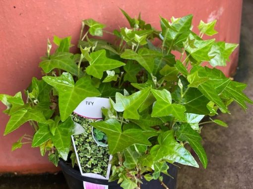 HEDERA IVY PITTSBURG 140MM