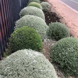 WESTRINGIA WYNYABBI DWARF 140MM