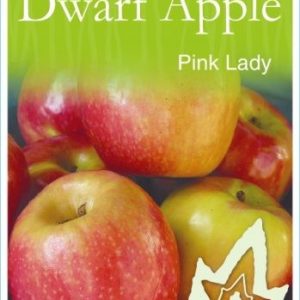 Apple Pink Lady Semi Dwarf 250mm