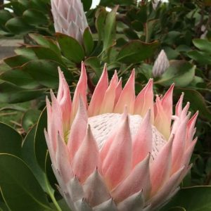 PROTEA KING PINK 140MM