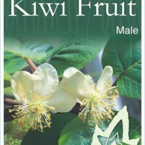 KIWI FRUIT MALE 200MM