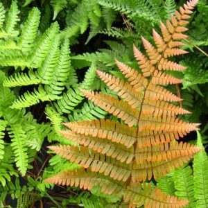 DRYOPTERIS ERYTHOSORA 140MM