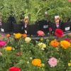 RANUNCULUS ASSORTED 140MM