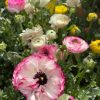 RANUNCULUS ASSORTED 140MM - Image 2