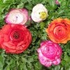 RANUNCULUS ASSORTED 140MM - Image 3