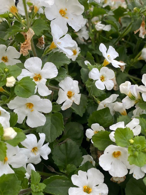 BACOPA CALYPSO JUMB WHITE 140MM | Garden Feast